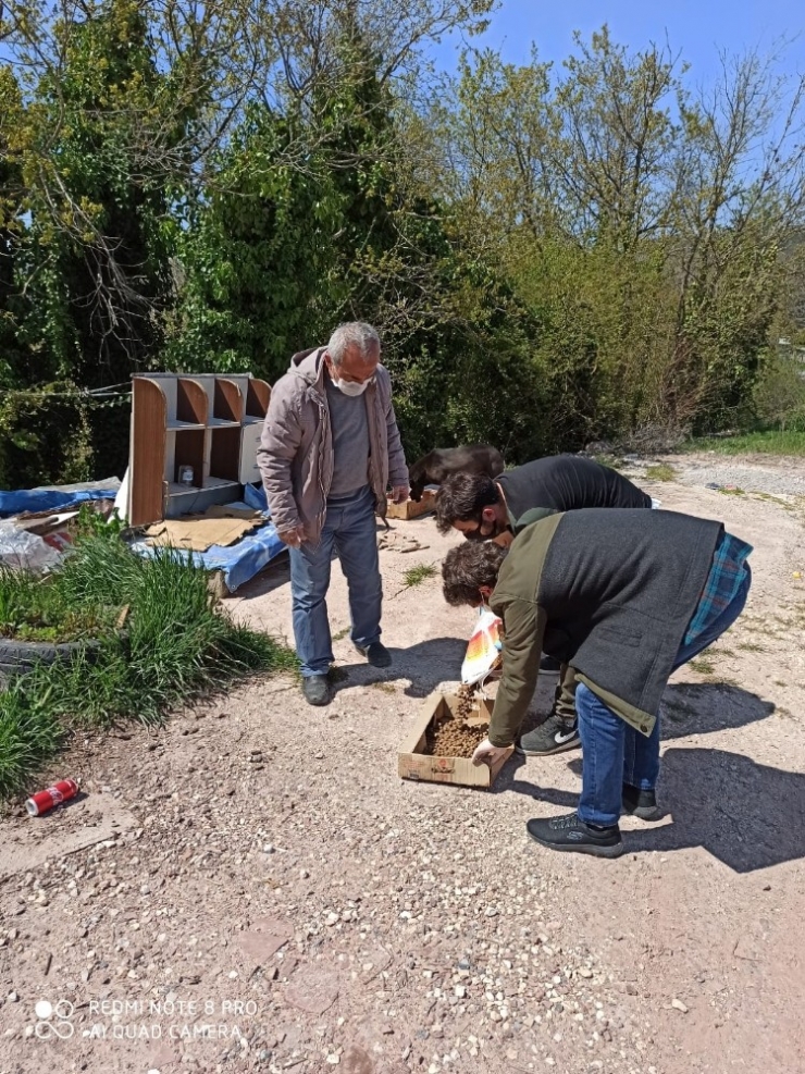 İzmit’te Sokak Hayvanları Aç Kalmıyor