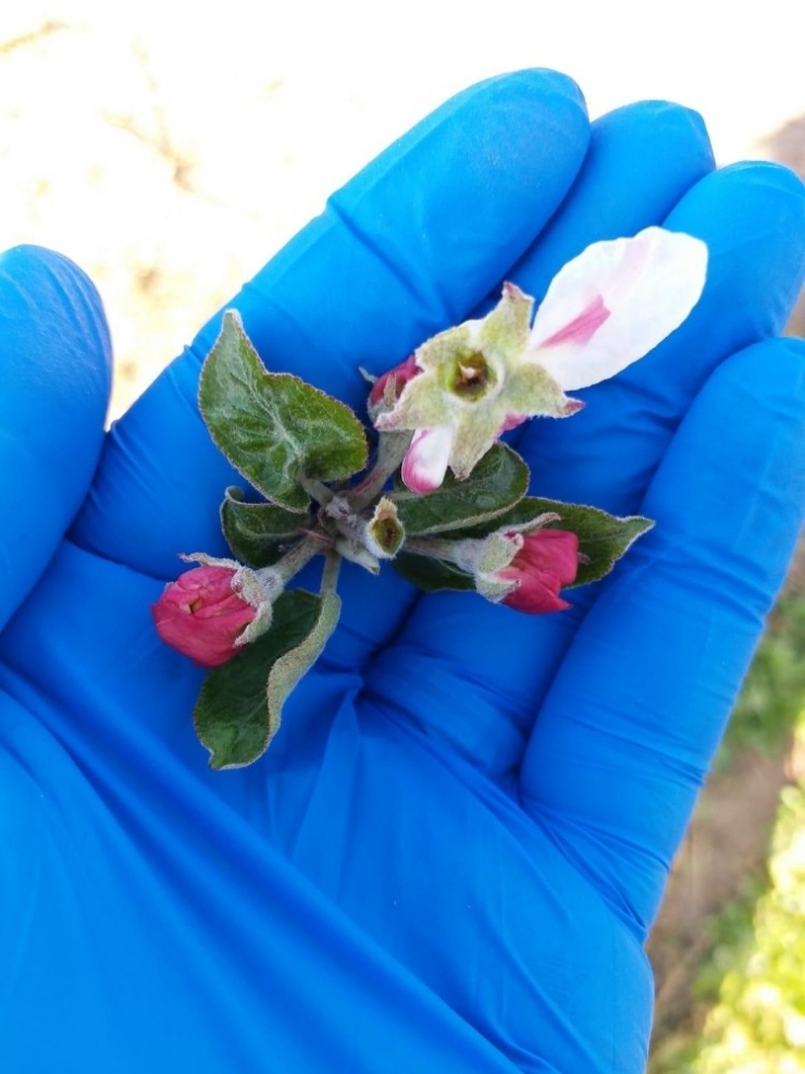 Karaman Ziraat Odası Don Riskine Karşı Üreticileri Uyardı