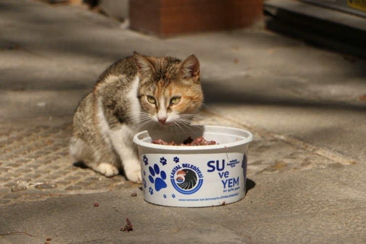 Sokağa Çıkma Kısıtlamasında Sokak Hayvanları Unutulmadı