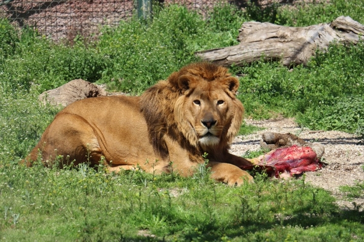 Hayvanat Bahçesinde Hayvanların Bakımları Eksiksiz Yapılıyor