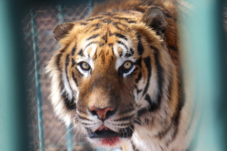 Hayvanat Bahçesinde Hayvanların Bakımları Eksiksiz Yapılıyor