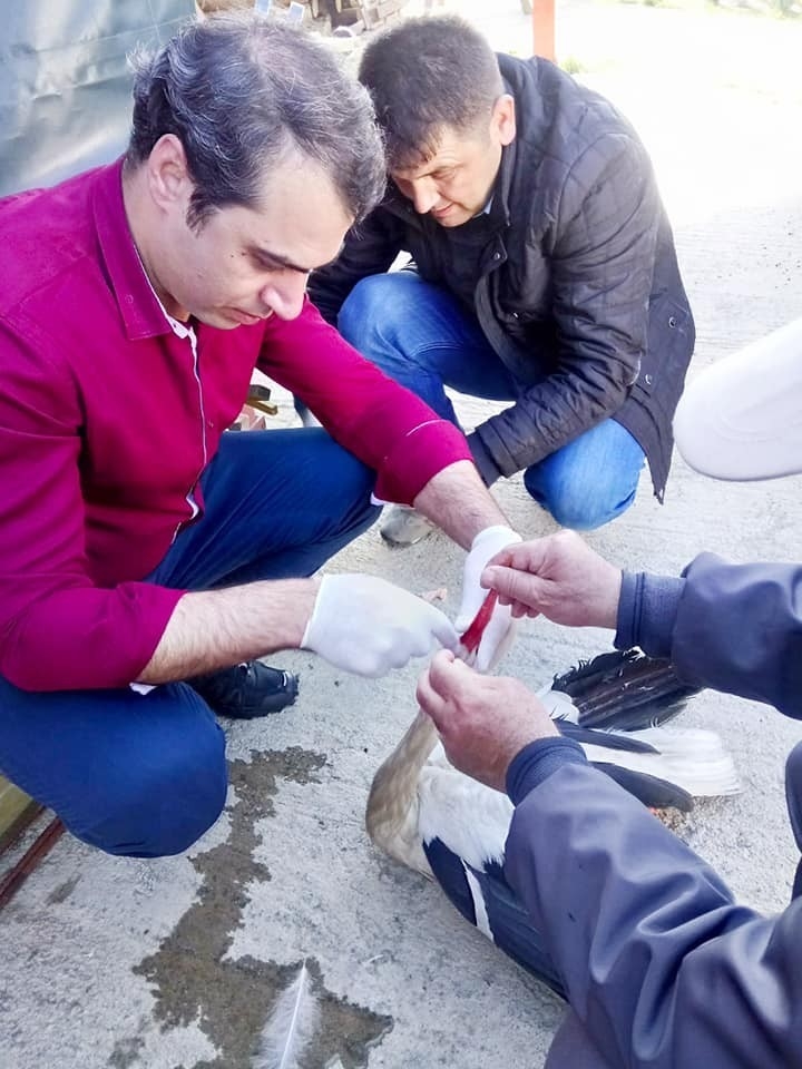 Yaralı Leylek Koruma Altına Alındı