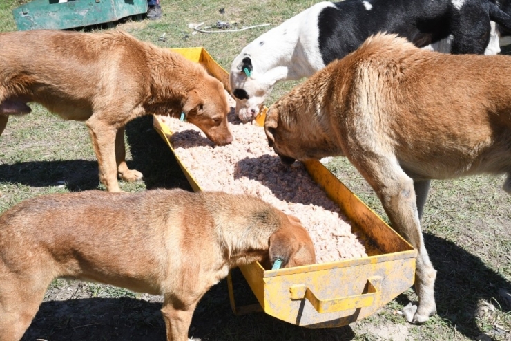 Mamalar Can Dostlar İçin