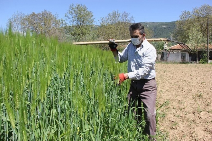 Muğla’da Çiftçiler Üretim İçin Çalışıyor
