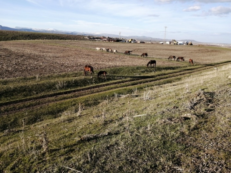 Sarıkamış’ta Yılkı Atları Doğal Ortamda Görüntülendi