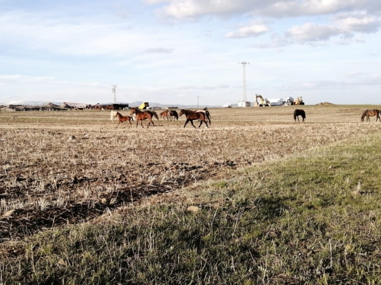 Sarıkamış’ta Yılkı Atları Doğal Ortamda Görüntülendi