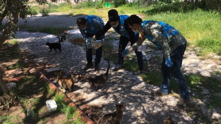 Korona Günlerinde Sokak Hayvanları Unutulmadı