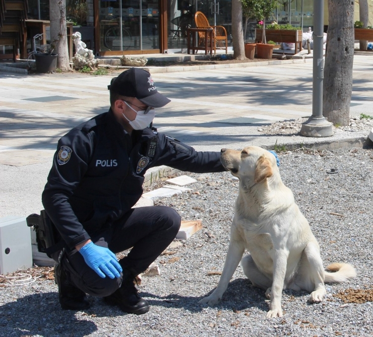 Polis Ekipleri, Bir Yandan Devriye Attılar Diğer Yandan Güvercinleri Beslediler