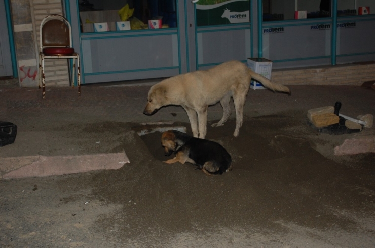 Sokaklar Boşaldı, Köpekler Oyun Yaptı