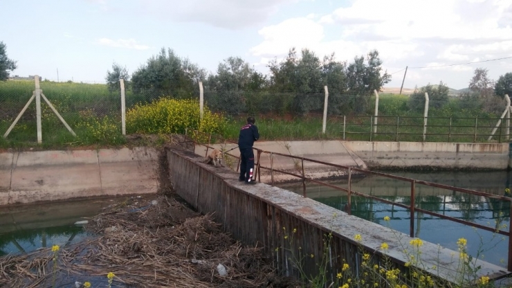 Sulama Kanalına Düşen Köpek Kurtarıldı