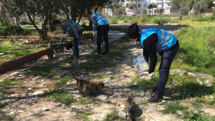 Korona Günlerinde Sokak Hayvanları Unutulmadı