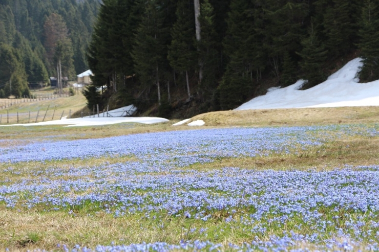 Mor Yayla’da ’Korona’ Sessizliği