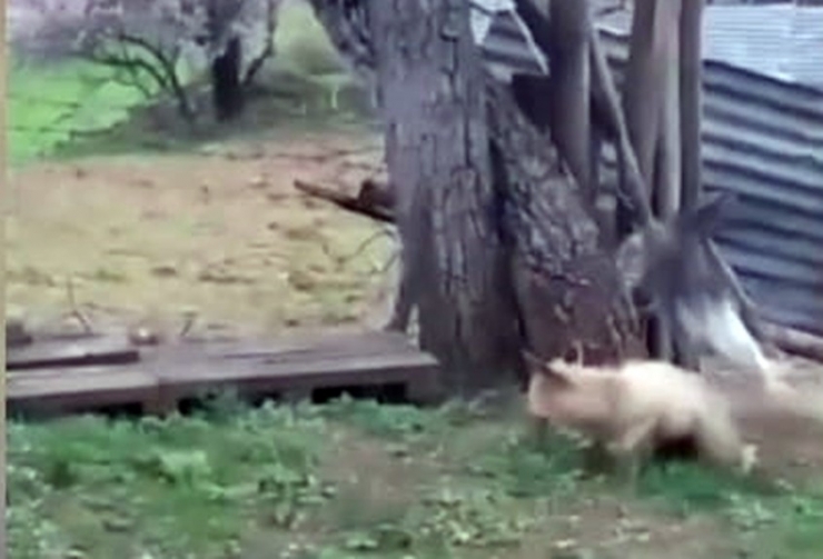 Tilki Kedinin Saldırısıyla Neye Uğradığını Şaşırdı