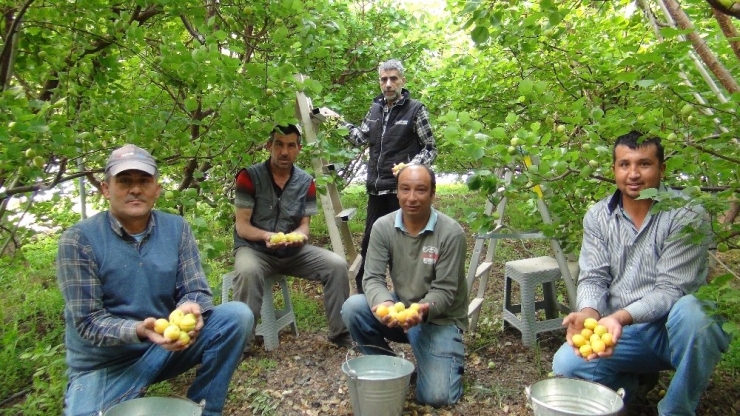 Türkiye’de Yılın İlk Kayısı Hasadı Silifke’de Yapıldı