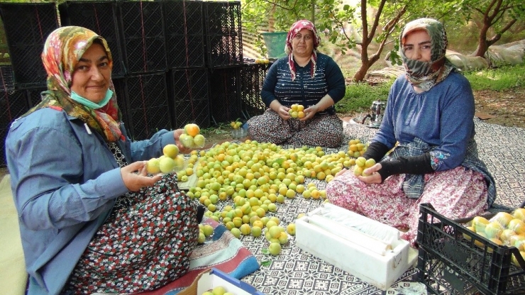 Türkiye’de Yılın İlk Kayısı Hasadı Silifke’de Yapıldı