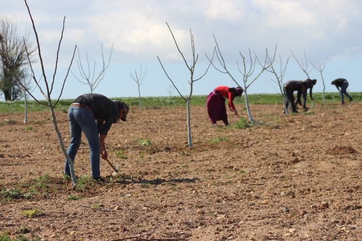 Mevsimlik Tarım İşçilerinin Zorlu Mesaisi