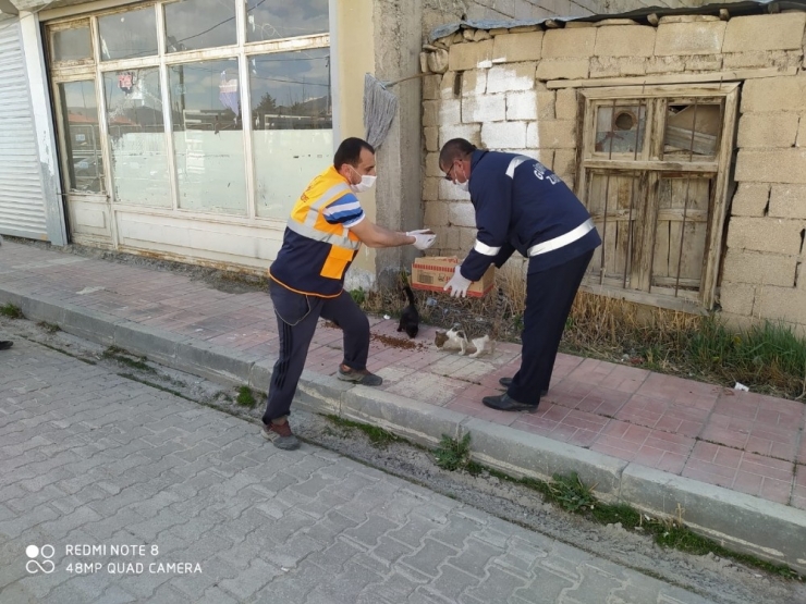 Gürpınar’da Sokak Hayvanları Unutulmadı