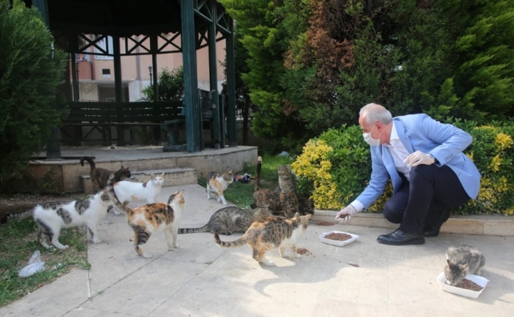 Akdeniz Belediyesi Yasakta Sokak Hayvanlarını Unutmadı