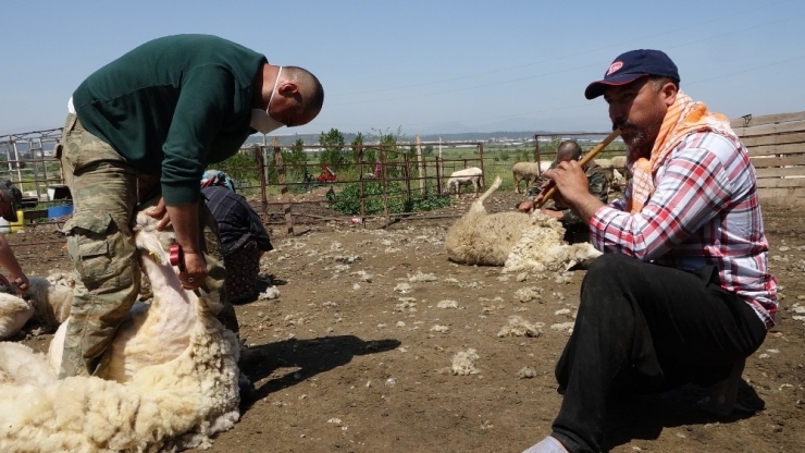 Kaval Eşliğinde Koyunlarını Kırktılar