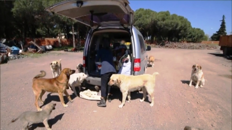 Ayvalık’ta Sokak Hayvanlarına Belediye Ve Hayvan Sever Şefkati
