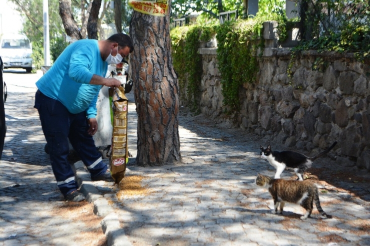 Ayvalık’ta Sokak Hayvanlarına Belediye Ve Hayvan Sever Şefkati