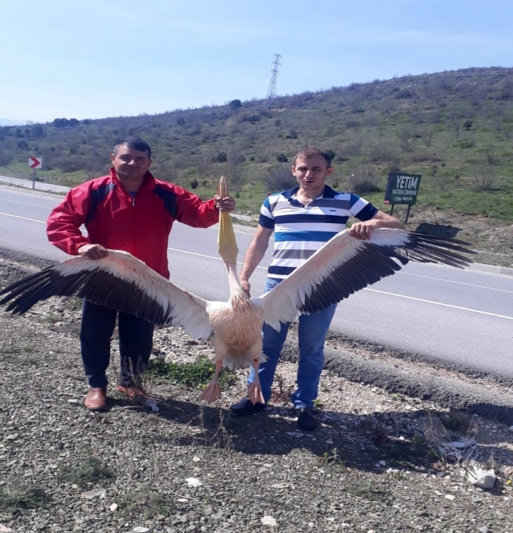 Barajda Pelikan Kurtarma Operasyonu