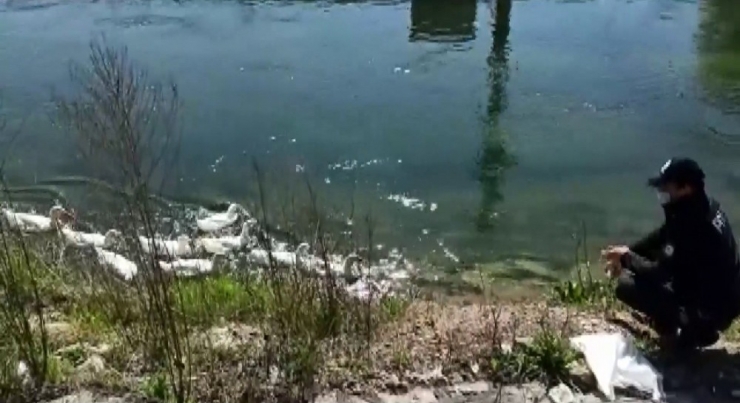 Çark Deresinde Yüzen Ördekleri Polis Besledi