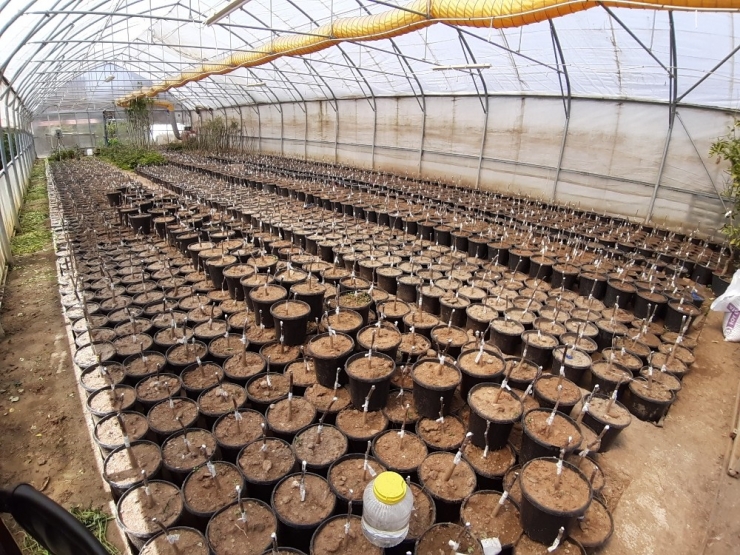 Cevizde Aşı Dönemi Başladı