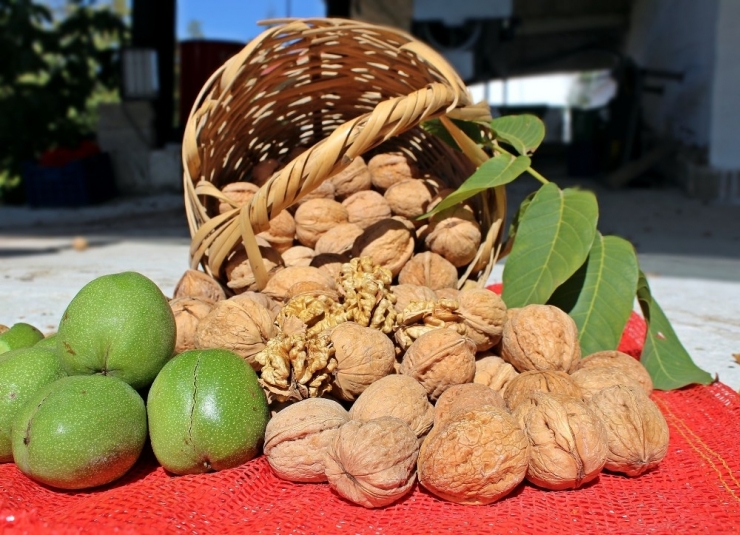 Cevizde Aşı Dönemi Başladı