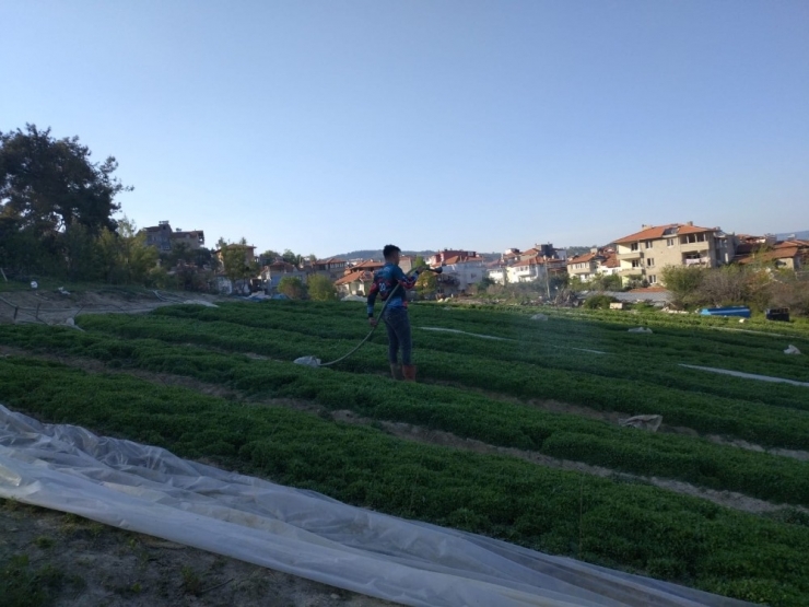 Sokağa Çıkma Kısıtlamasından Muaf Olan Çiftçiler Üretim Başında