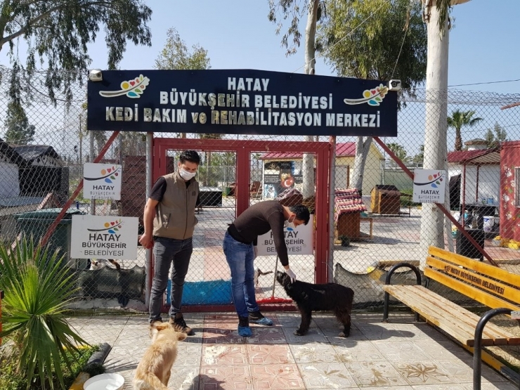 Hatay’da Sokak Hayvanları Unutulmadı