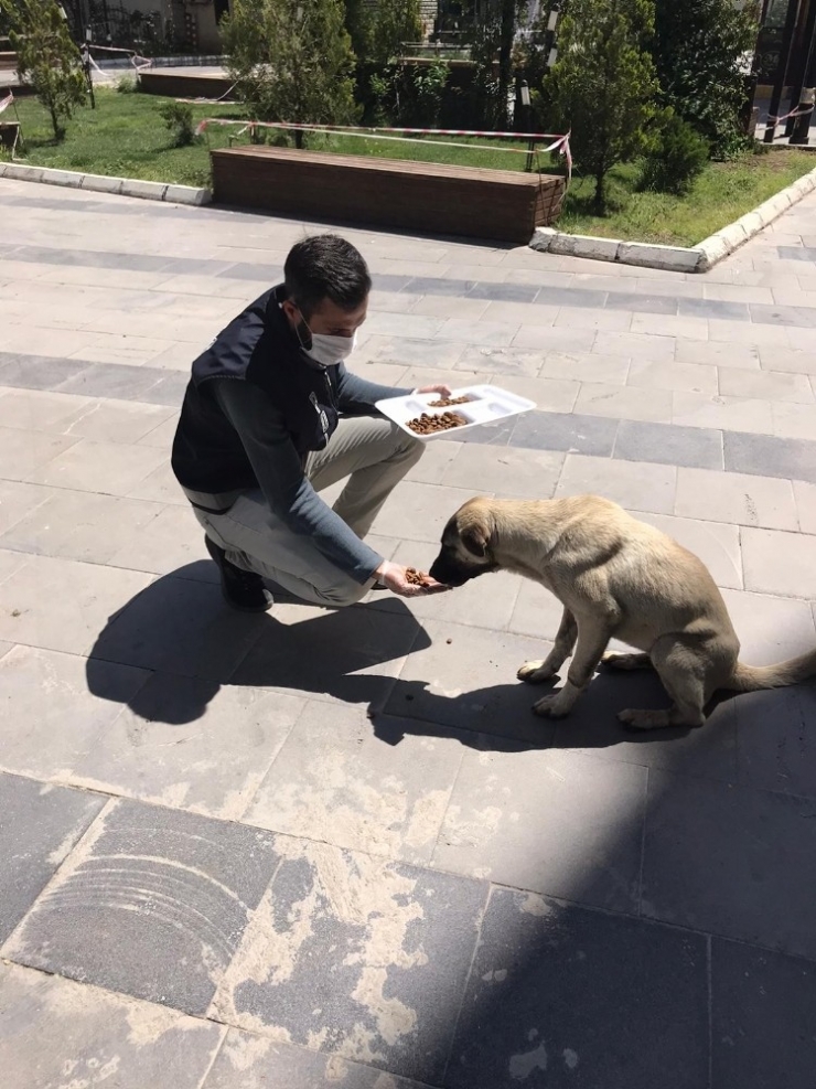 Nusaybin Polisi Sokak Hayvanlarını Unutmadı
