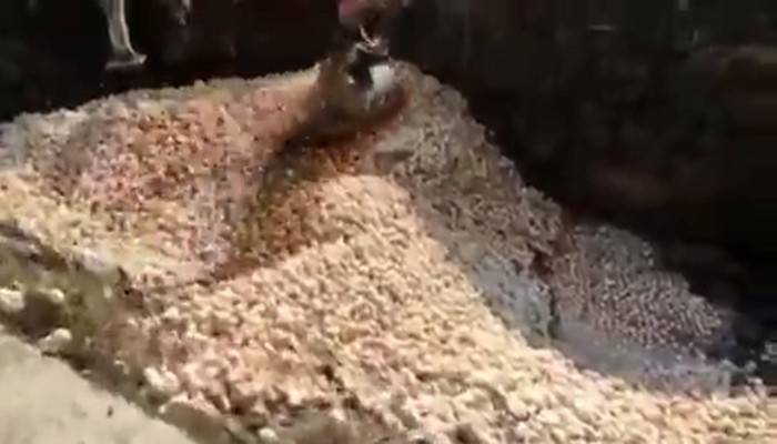 İran’da Tavuk Tüketimi Azalınca Yüz Binlerce Civciv İtlaf Edildi