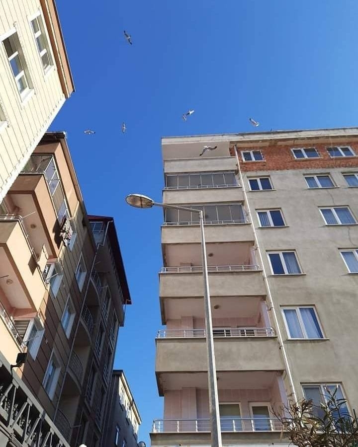 İtfaiye Ekiplerinin Martı Kurtarma Operasyonu.