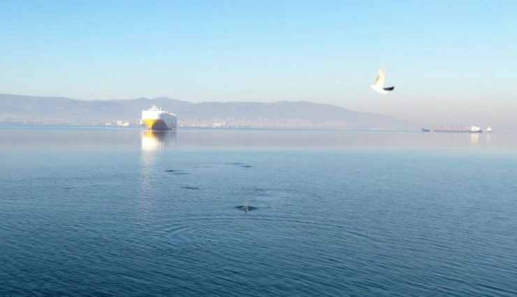 İzmit Körfezi’nde Görsel Şölen Sunan Yunuslar Havadan Görüntülendi
