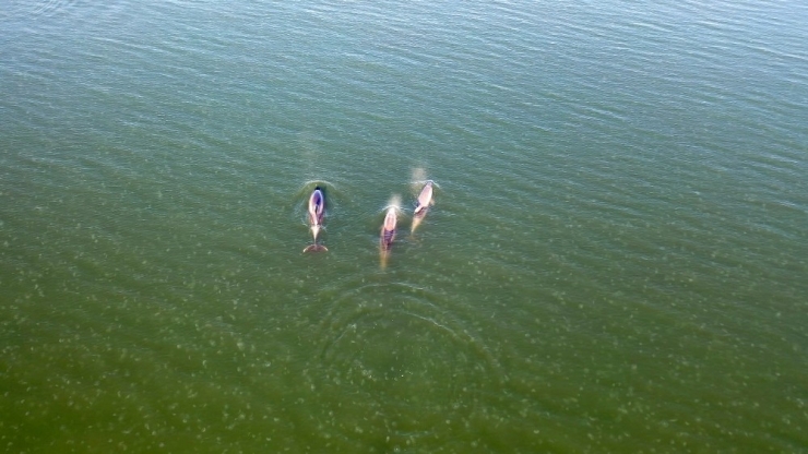 İzmit Körfezi’nde Görsel Şölen Sunan Yunuslar Havadan Görüntülendi