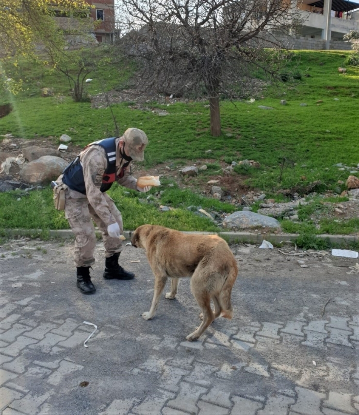 Jandarma Sokak Hayvanlarını Unutmadı