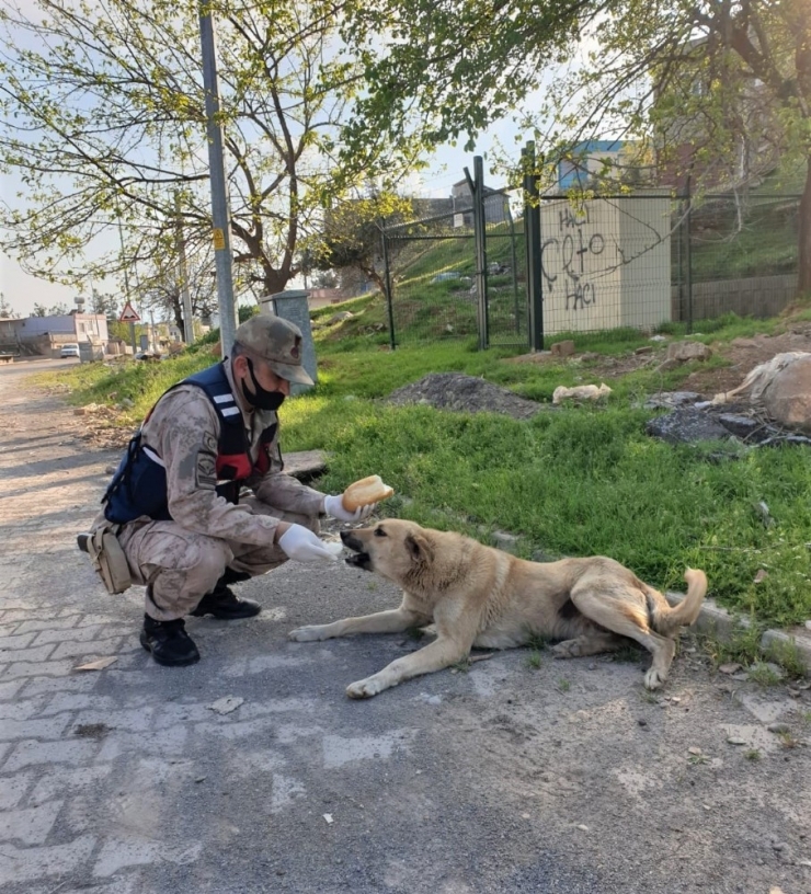 Jandarma Sokak Hayvanlarını Unutmadı
