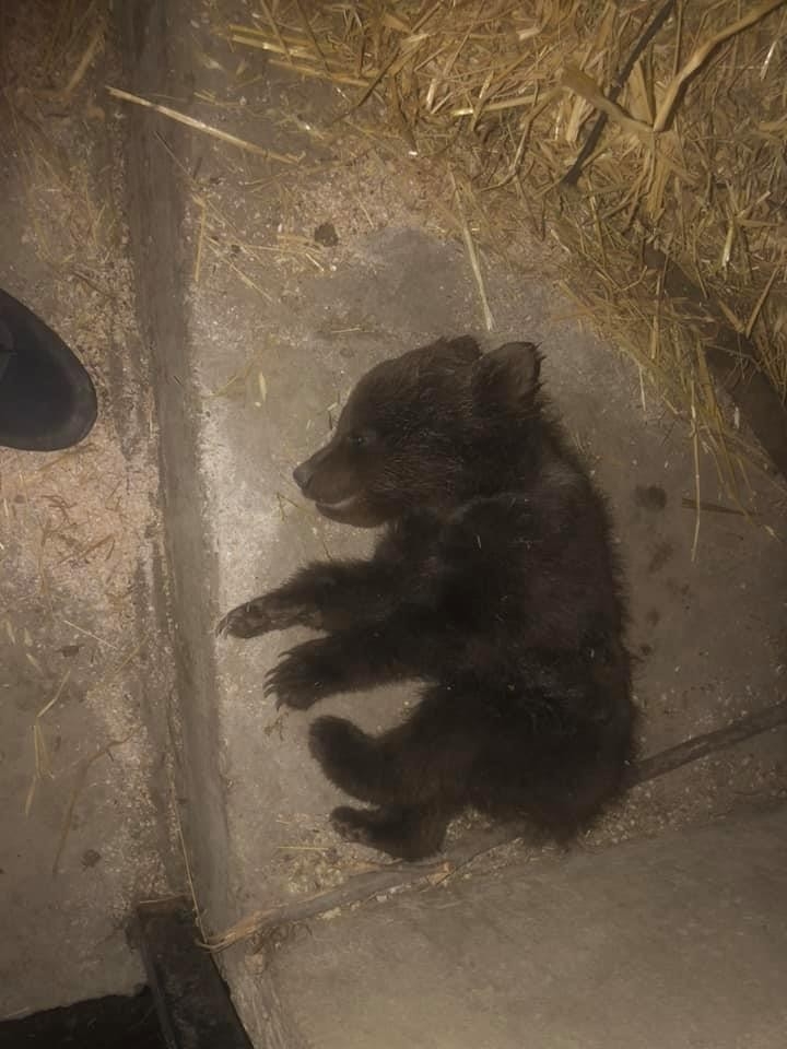 Köpeklerin Saldırdığı Yavru Ayı Telef Oldu