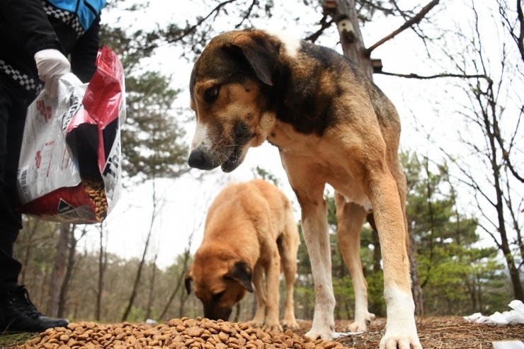 Kestel’de Sokak Hayvanları İçin 1 Ton Mama Dağıtıldı