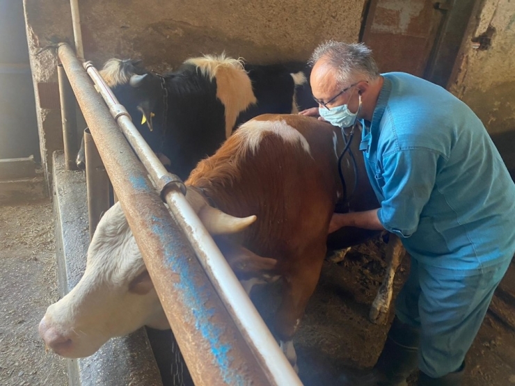 Üretim Durmasın Diye Veterinerler İş Başında