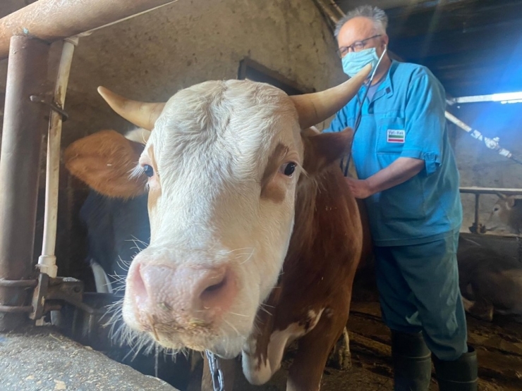 Üretim Durmasın Diye Veterinerler İş Başında