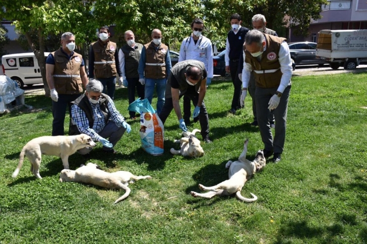 Sokak Hayvanları Unutulmadı