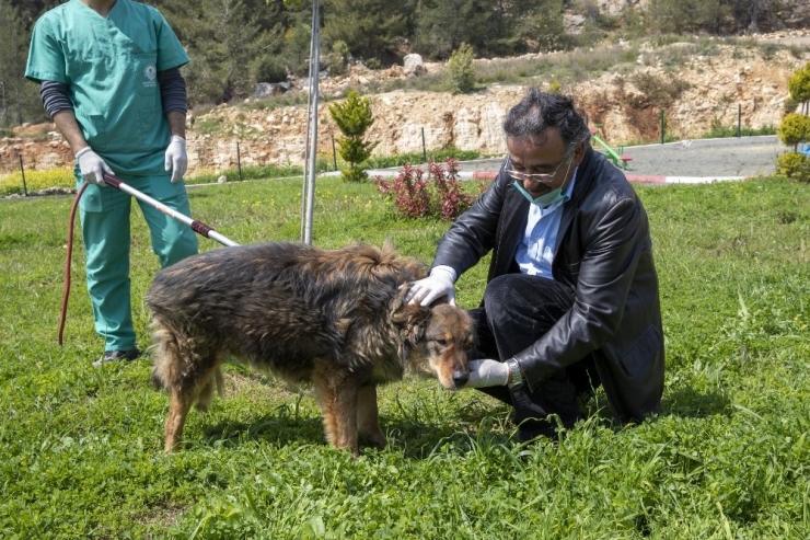 Trafik Kazasında Bacağı Kırılan Köpek, Tedaviyle Yeniden Yürümeye Başladı