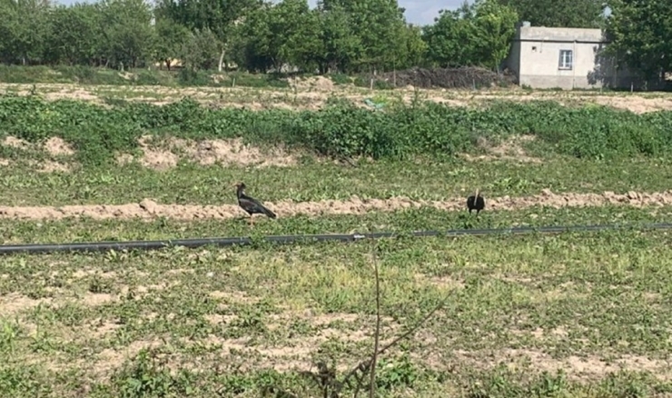 Sokağa Çıkma Kısıtlamasında Nesli Tükenen Kelaynaklar Tarlalara İndi