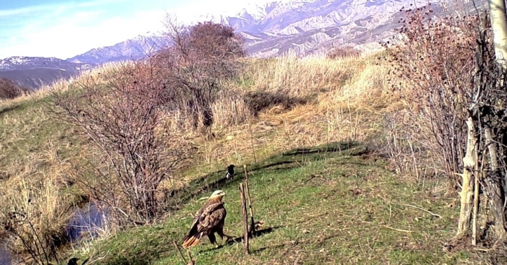 Nesli Tükenmekte Olan Kızıl Kuyruklu Şahin Erzincan’da Fotokapanla Görüntülendi