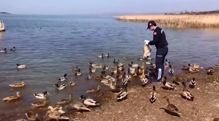 Jandarma Yaban Ördeklerini Unutmadı