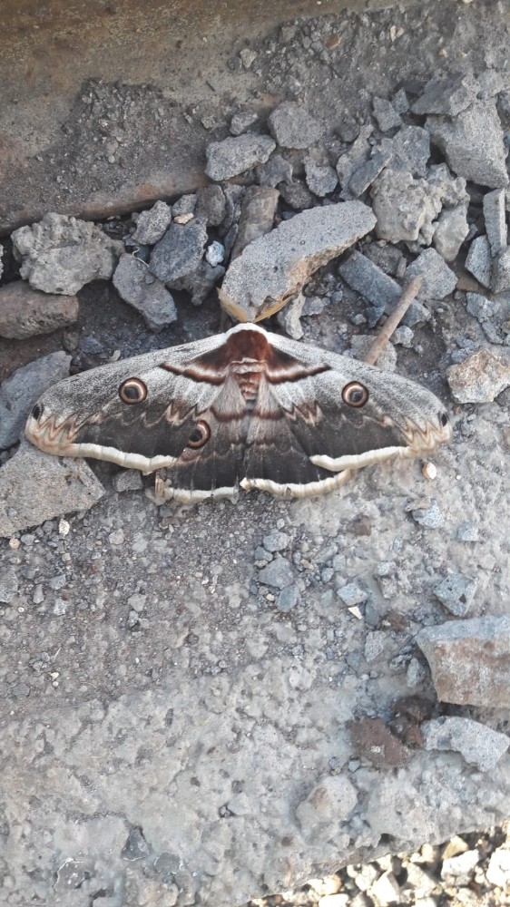 Dev Kelebek Görenleri Şaşırttı