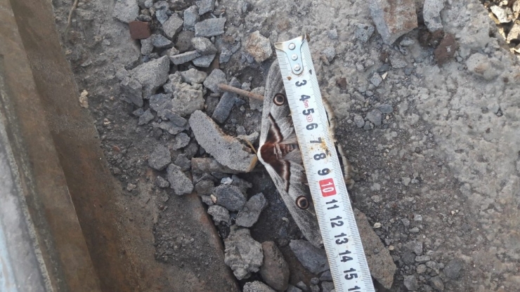 Dev Kelebek Görenleri Şaşırttı