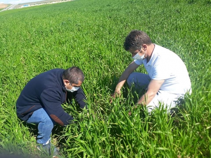 Tarım Danışmanından Çiftçilere Hastalık Uyarısı